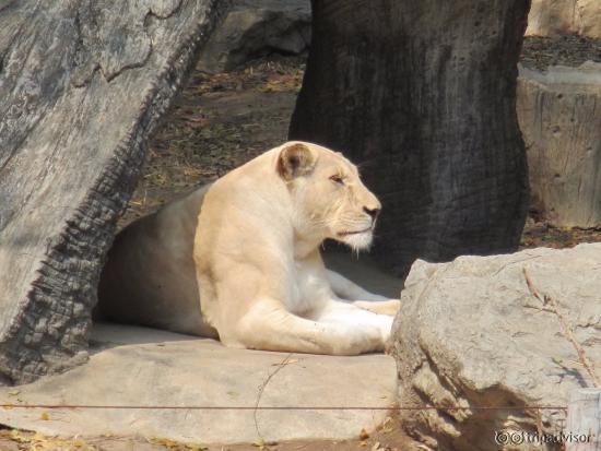 White Lion