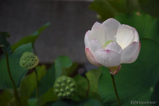 Beautiful logus in Changdeokgung Palace