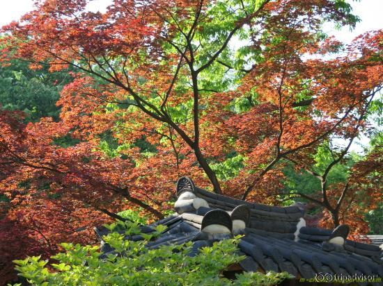 Разноцветные клены