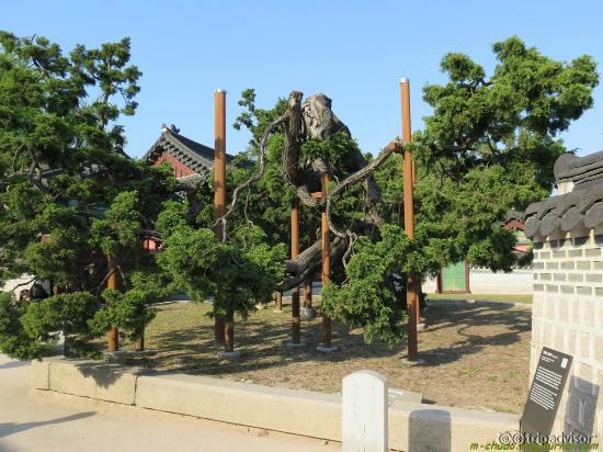 750-летний китайский можжевельник