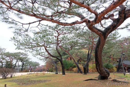 ต้นไม้สวยๆ ในวัง