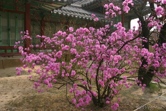 one of blossom tree in Huwon garden