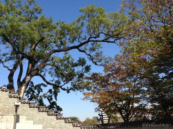 Tree at Changdeokgung Palace