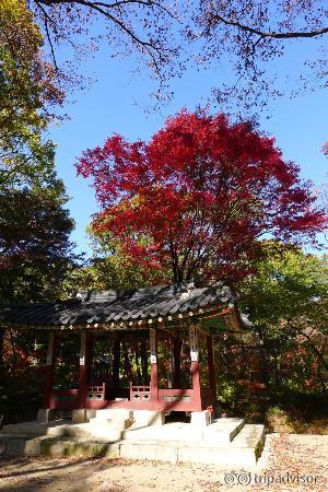 Beautiful fall foliage - Secret Garden of Changdeokgung
