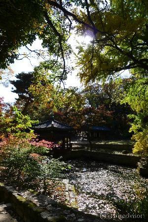 Beautiful secret garden of Changdeokgung