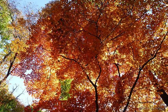 Beautiful fall foliage - Secret Garden of Changdeokgung