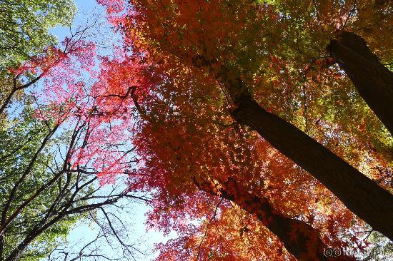 Beautiful fall foliage - Secret Garden of Changdeokgung