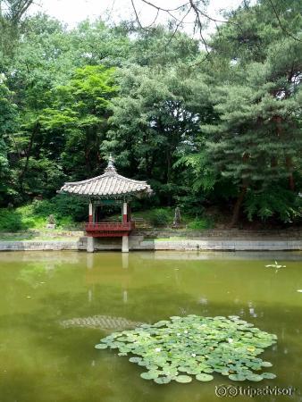 The pavilion by the water lily pond