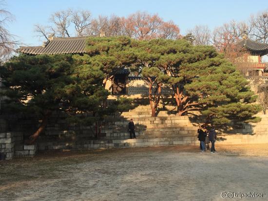 The tree remain green no matter what is the weather