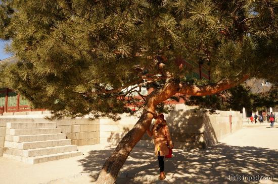 Changdeokgung Palace