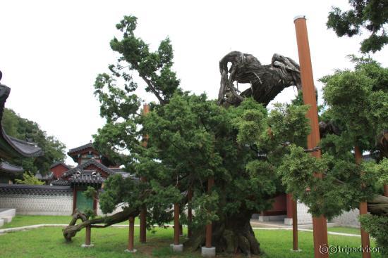 This tree is supposed to be over 750 years old