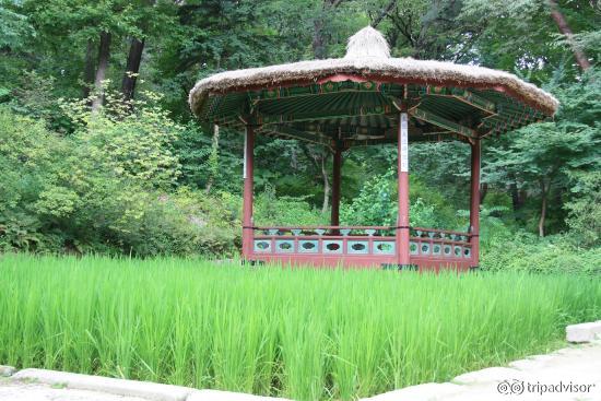 Inside secret garden rice field