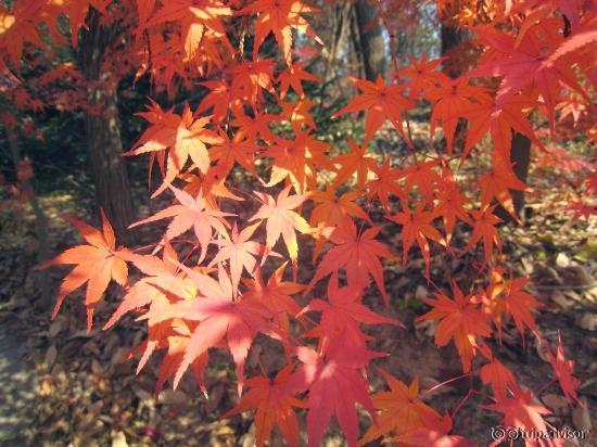 feuillages d'automne au Secret Garden