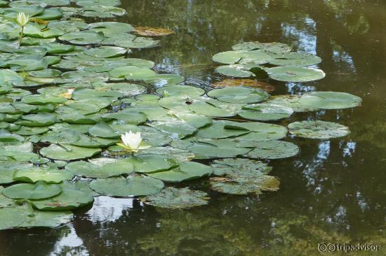 Nenuphars