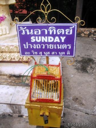 Birds released for luck