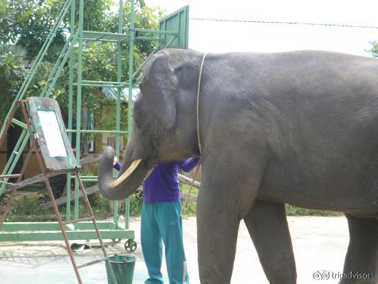 Даже слоны умеют рисовать