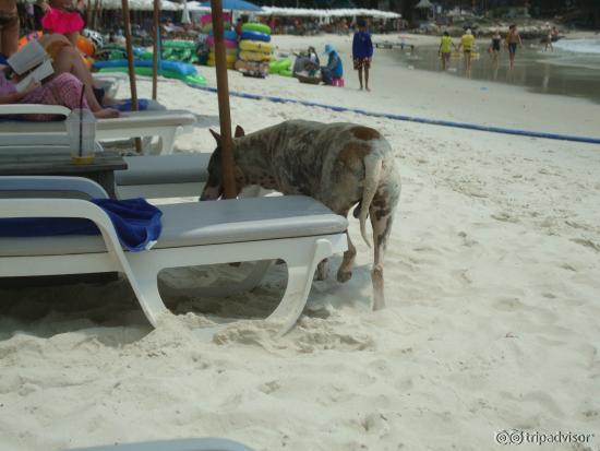 Pilkku, my friend on the beach.