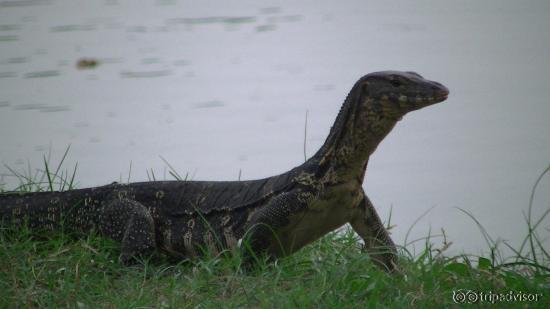 Monitor lizard out for a stroll
