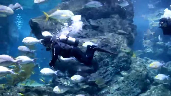 เปิดคลิปดูแลสัตว์น้ำแสนน่ารักใน SEA LIFE Bangkok ช่วงโควิด-19 ระบาด