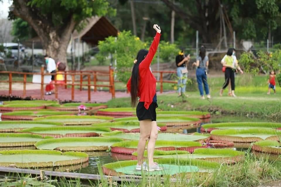 นั่งได้จริง ใบบัวยักษ์ แหล่งท่องเที่ยวแห่งใหม่ค่ายทหาร