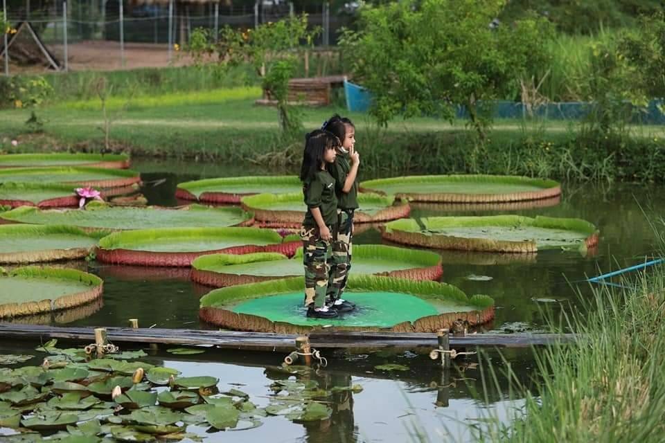 นั่งได้จริง ใบบัวยักษ์ แหล่งท่องเที่ยวแห่งใหม่ค่ายทหาร