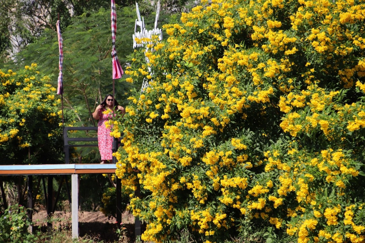 ชมความงามดอกทองอุไร ในเขาหินปูน