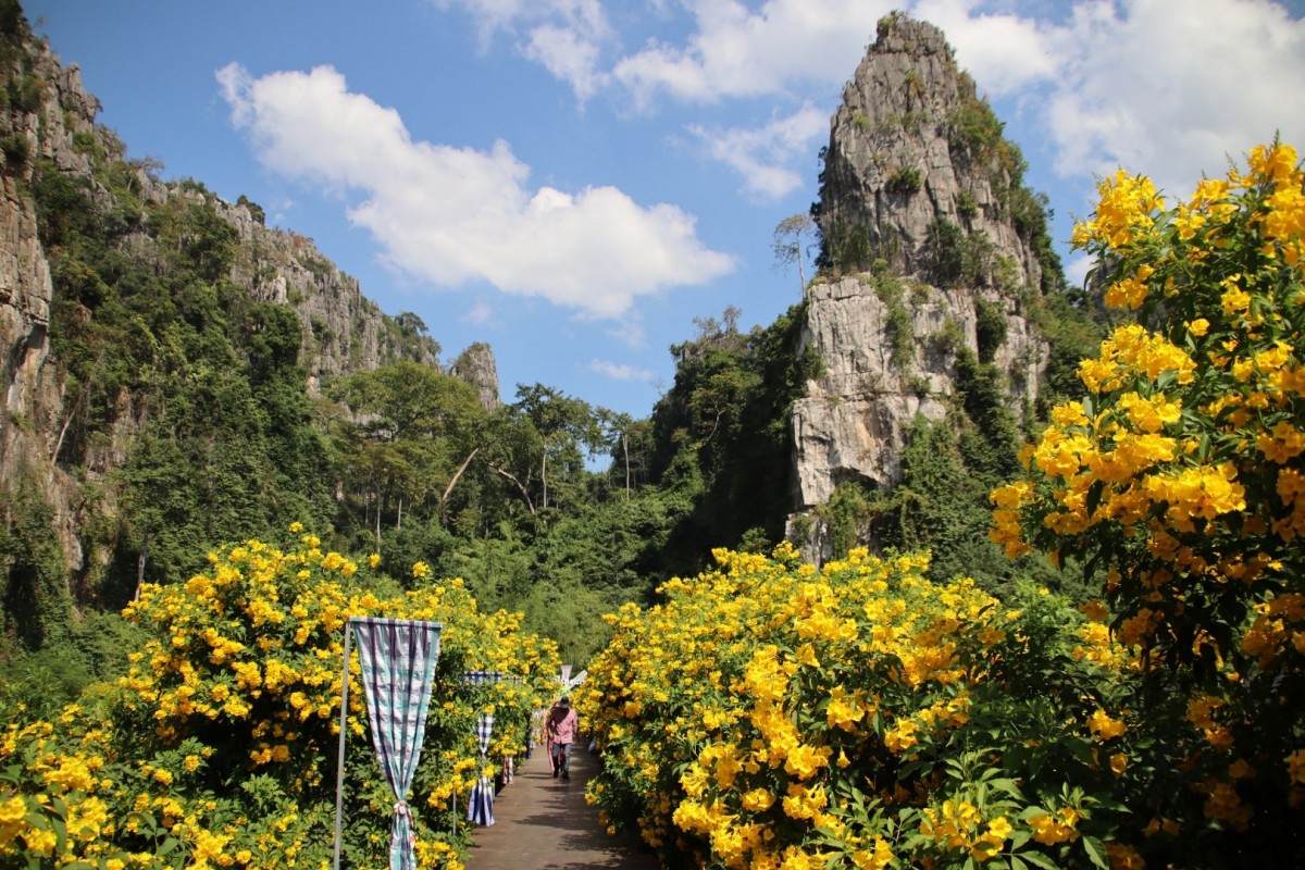 ชมความงามดอกทองอุไร ในเขาหินปูน