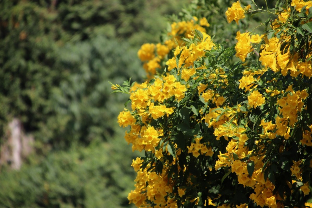 ชมความงามดอกทองอุไร ในเขาหินปูน