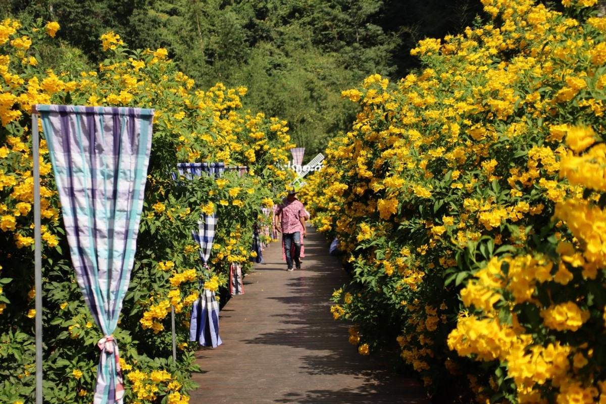ชมความงามดอกทองอุไร ในเขาหินปูน