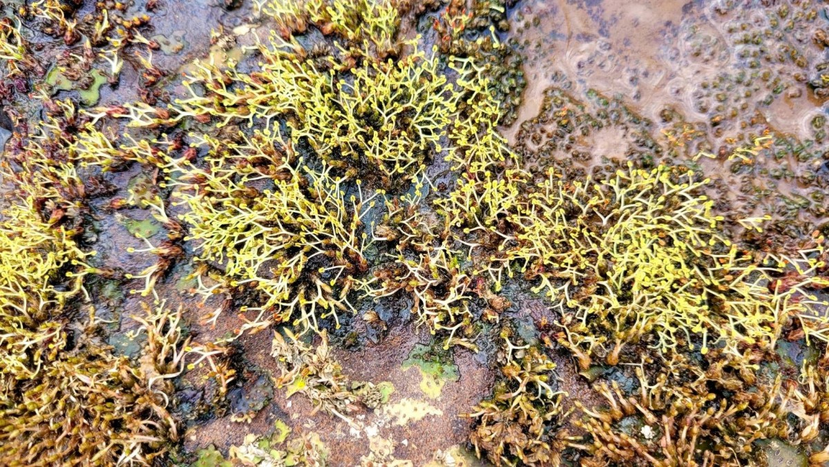 "ดอกศิลาวารี" ดอกไม้น้ำเริ่มโผล่เหนือลำน้ำเข็ก อวดโฉมความสวยงาม