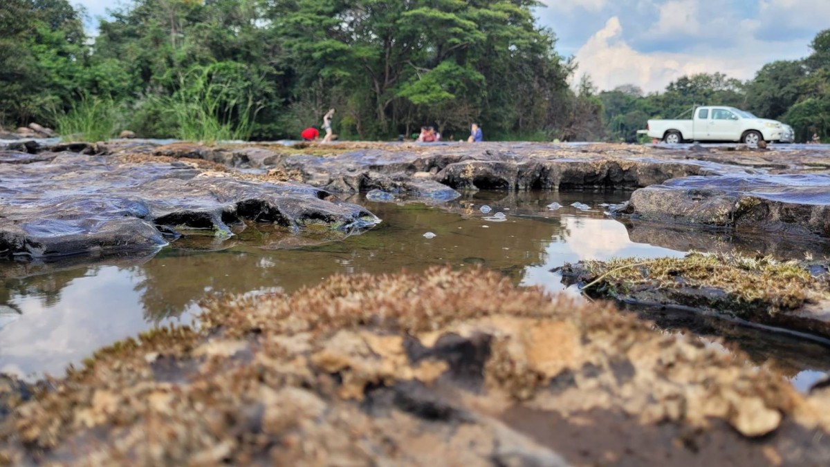 "ดอกศิลาวารี" ดอกไม้น้ำเริ่มโผล่เหนือลำน้ำเข็ก อวดโฉมความสวยงาม