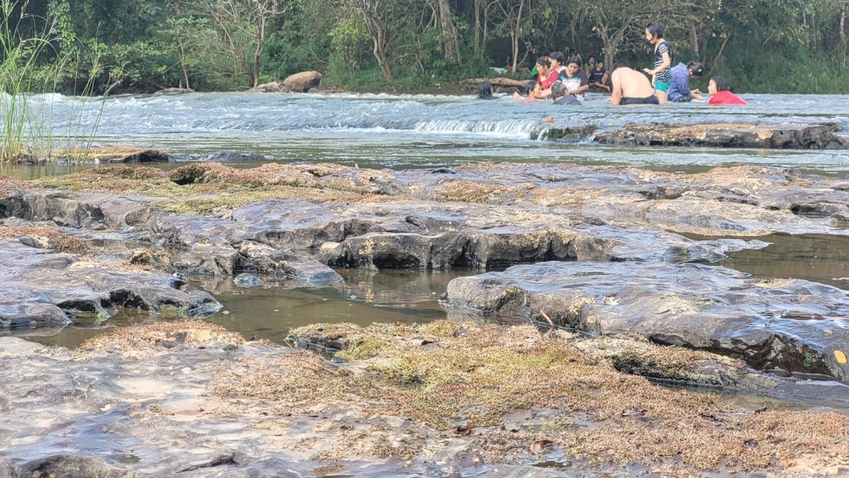 "ดอกศิลาวารี" ดอกไม้น้ำเริ่มโผล่เหนือลำน้ำเข็ก อวดโฉมความสวยงาม