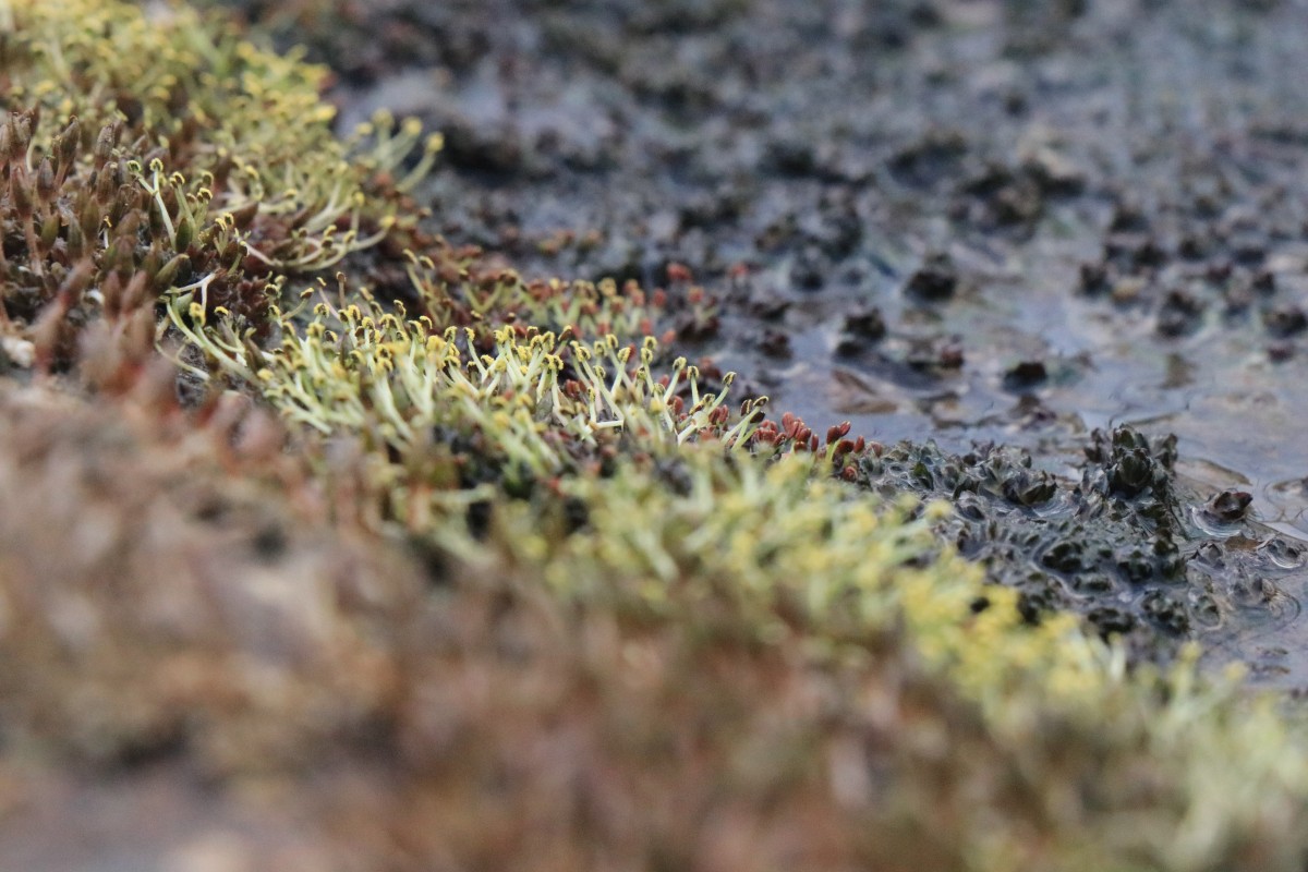 "ดอกศิลาวารี" ดอกไม้น้ำเริ่มโผล่เหนือลำน้ำเข็ก อวดโฉมความสวยงาม