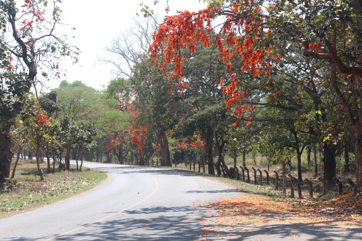 ชวนเที่ยวชมถนนดอกจานบานสะพรั่ง เก็บตะวันที่เขื่อนมูลบน
