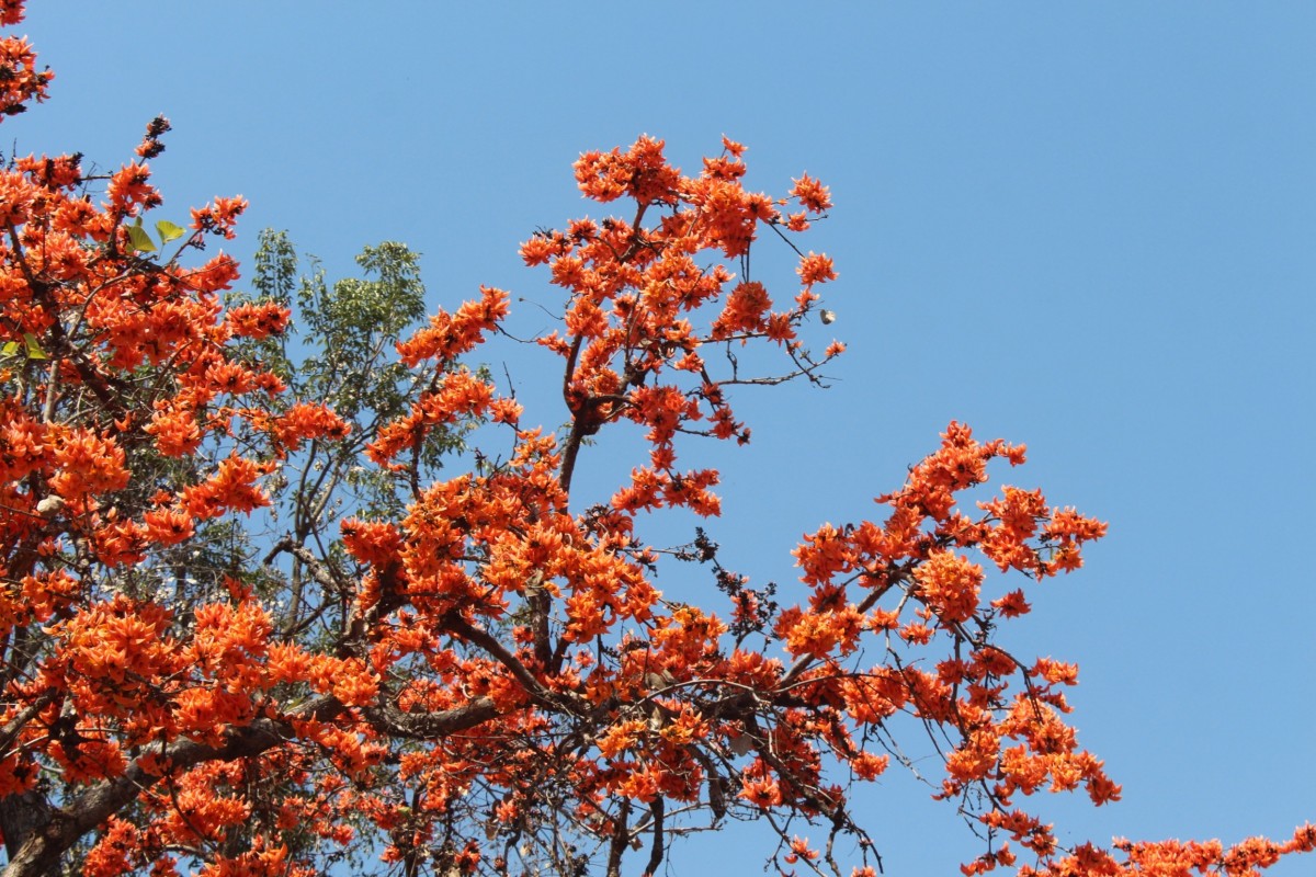 ชวนเที่ยวชมถนนดอกจานบานสะพรั่ง เก็บตะวันที่เขื่อนมูลบน