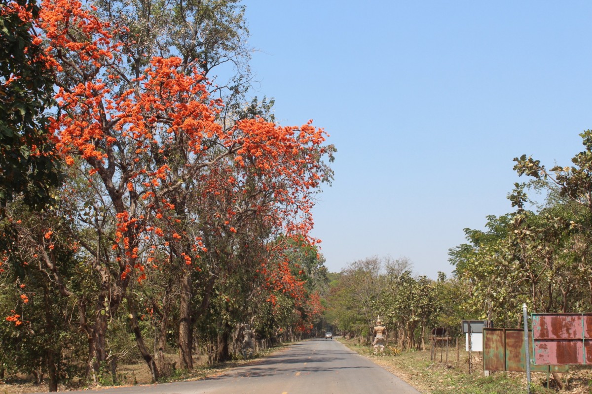 ชวนเที่ยวชมถนนดอกจานบานสะพรั่ง เก็บตะวันที่เขื่อนมูลบน