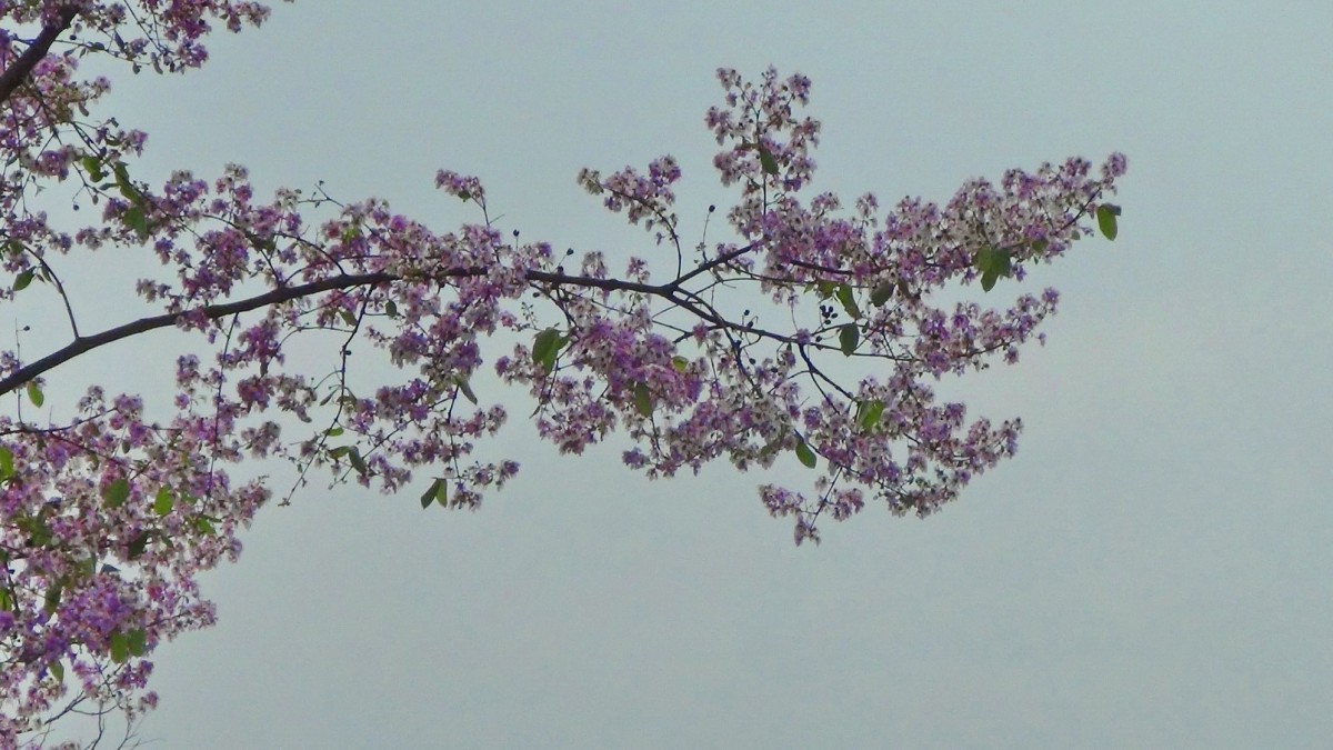 บานสะพรั่ง สั่งลาพญาเสือโคร่ง สิ้นสุดกาลเวลาแห่งความงดงาม