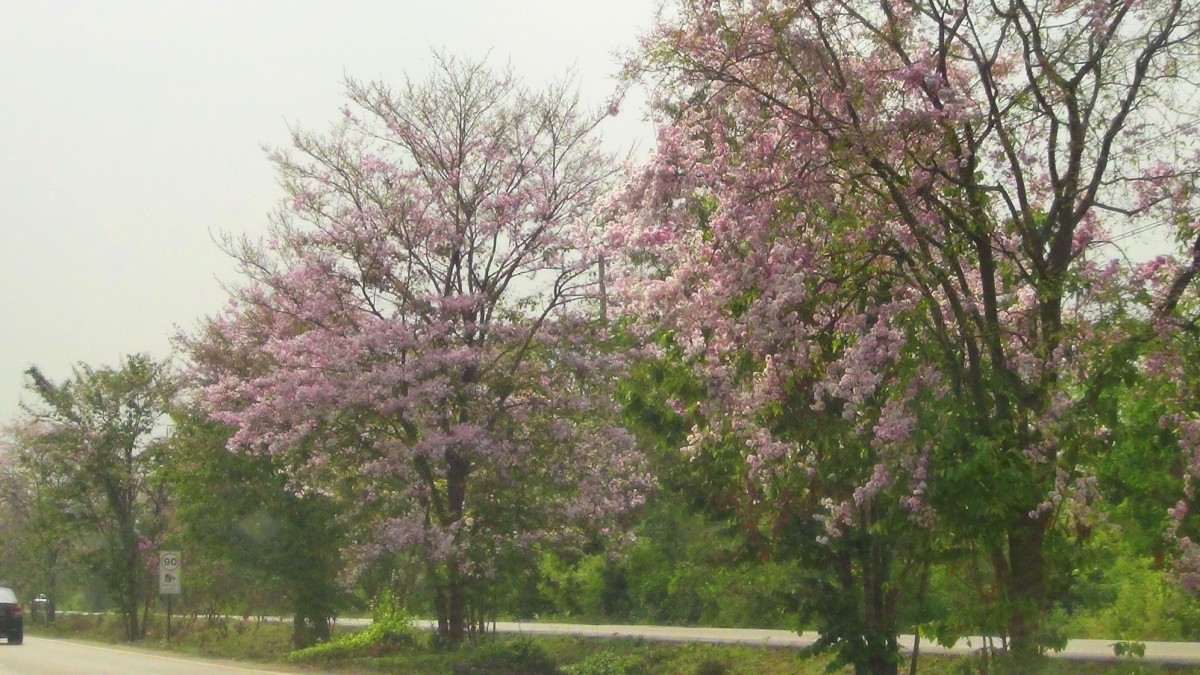 บานสะพรั่ง สั่งลาพญาเสือโคร่ง สิ้นสุดกาลเวลาแห่งความงดงาม