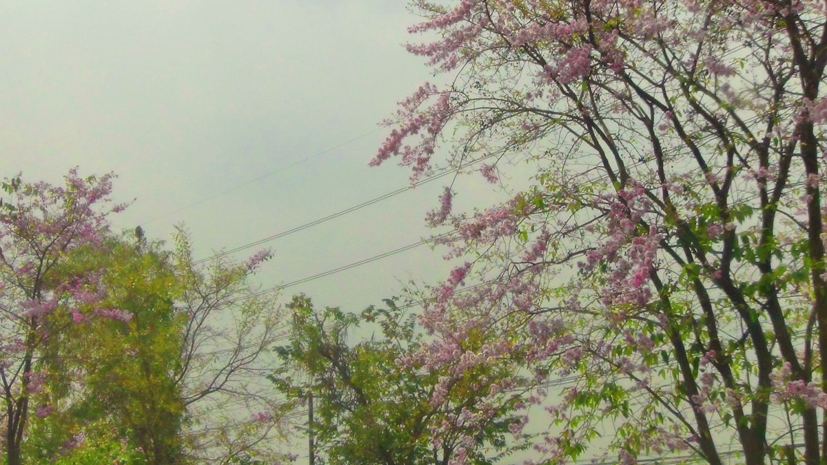 บานสะพรั่ง สั่งลาพญาเสือโคร่ง สิ้นสุดกาลเวลาแห่งความงดงาม