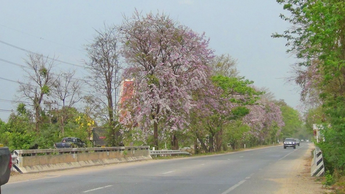 บานสะพรั่ง สั่งลาพญาเสือโคร่ง สิ้นสุดกาลเวลาแห่งความงดงาม
