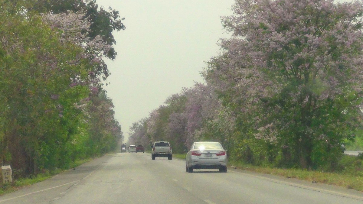 บานสะพรั่ง สั่งลาพญาเสือโคร่ง สิ้นสุดกาลเวลาแห่งความงดงาม