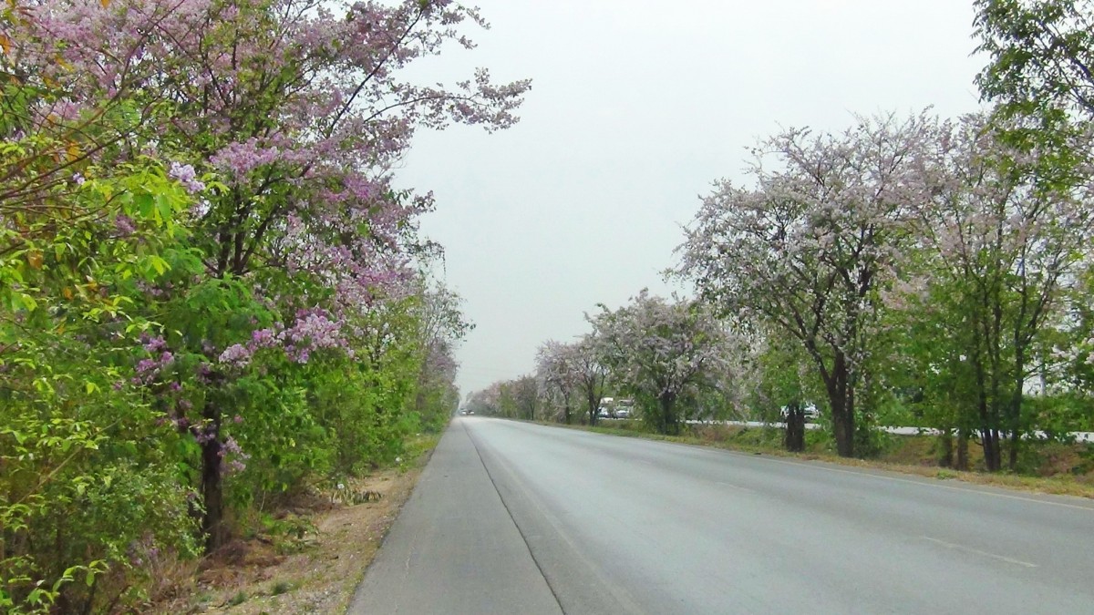 บานสะพรั่ง สั่งลาพญาเสือโคร่ง สิ้นสุดกาลเวลาแห่งความงดงาม