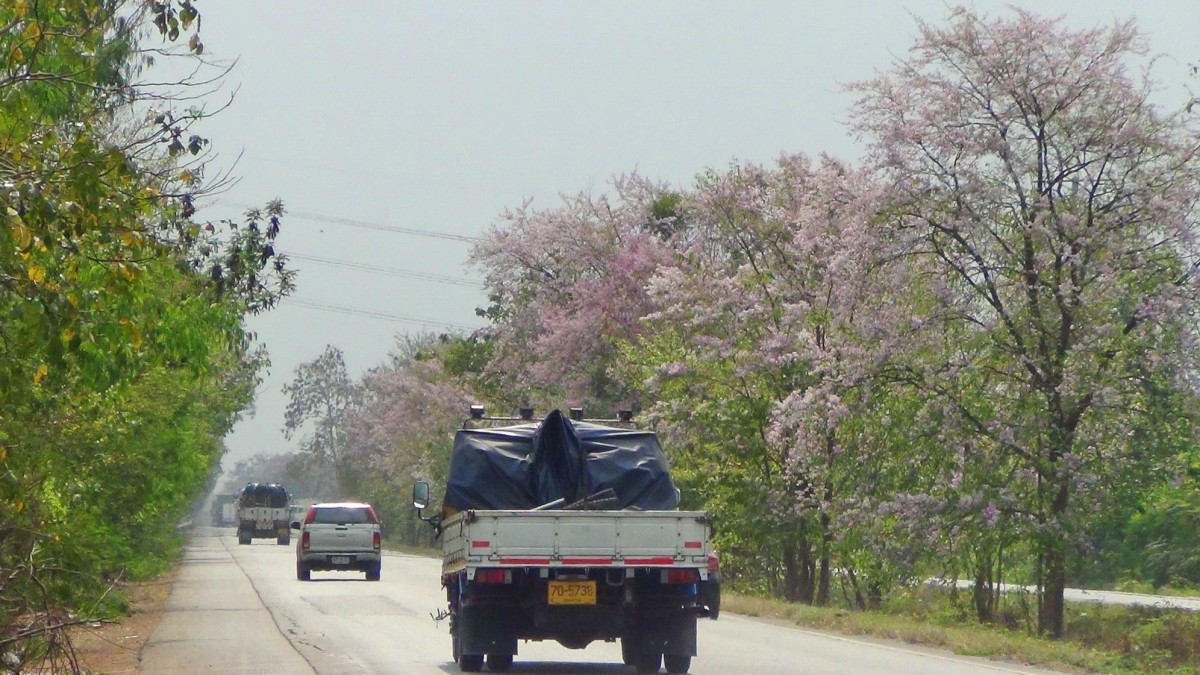 บานสะพรั่ง สั่งลาพญาเสือโคร่ง สิ้นสุดกาลเวลาแห่งความงดงาม