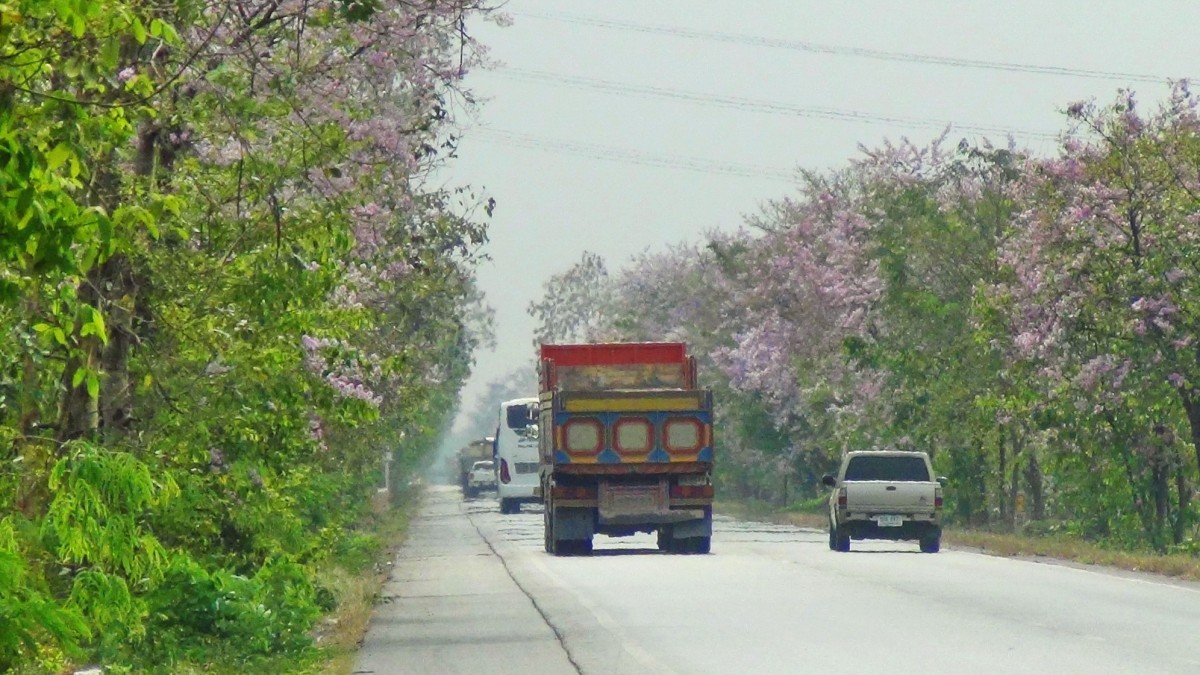 บานสะพรั่ง สั่งลาพญาเสือโคร่ง สิ้นสุดกาลเวลาแห่งความงดงาม