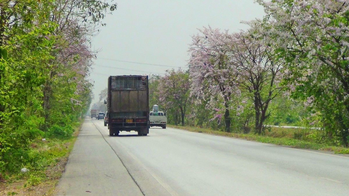 บานสะพรั่ง สั่งลาพญาเสือโคร่ง สิ้นสุดกาลเวลาแห่งความงดงาม
