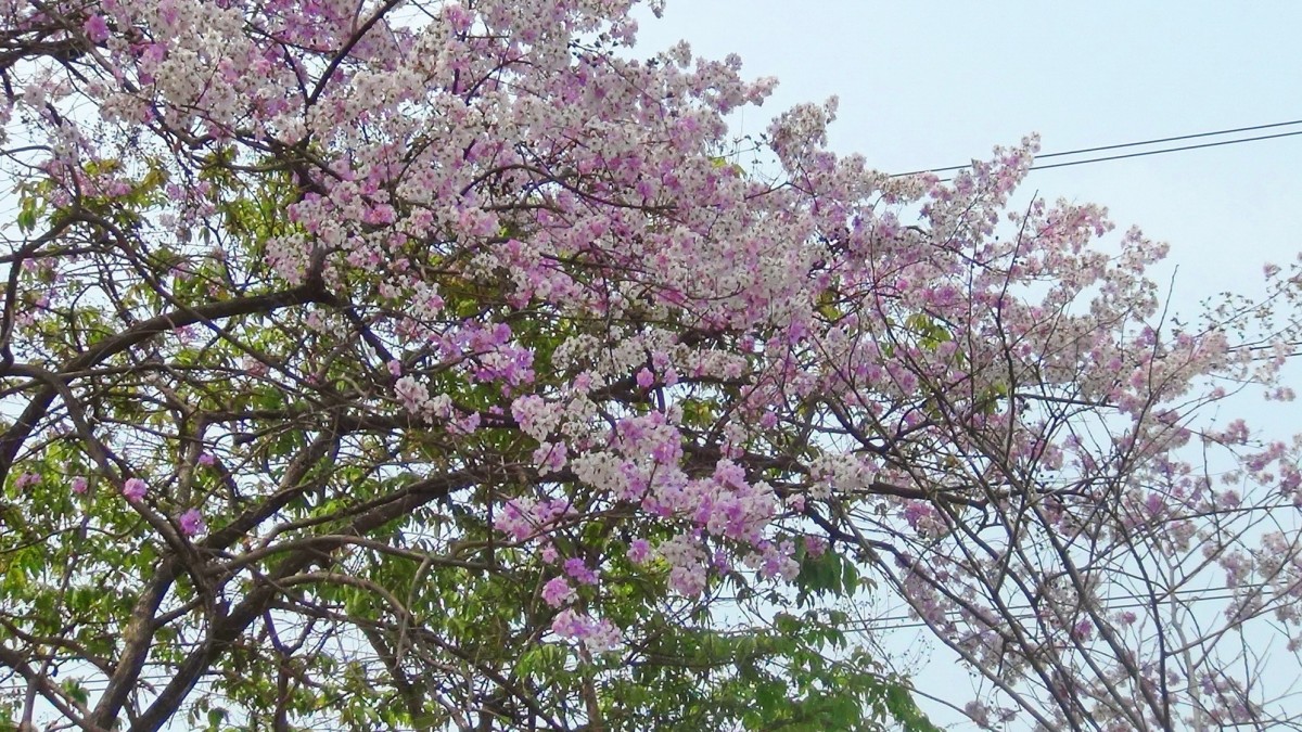 บานสะพรั่ง สั่งลาพญาเสือโคร่ง สิ้นสุดกาลเวลาแห่งความงดงาม