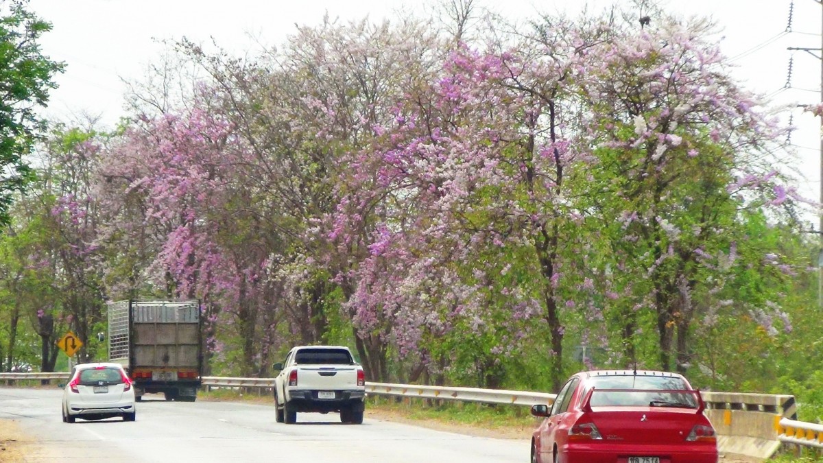 บานสะพรั่ง สั่งลาพญาเสือโคร่ง สิ้นสุดกาลเวลาแห่งความงดงาม
