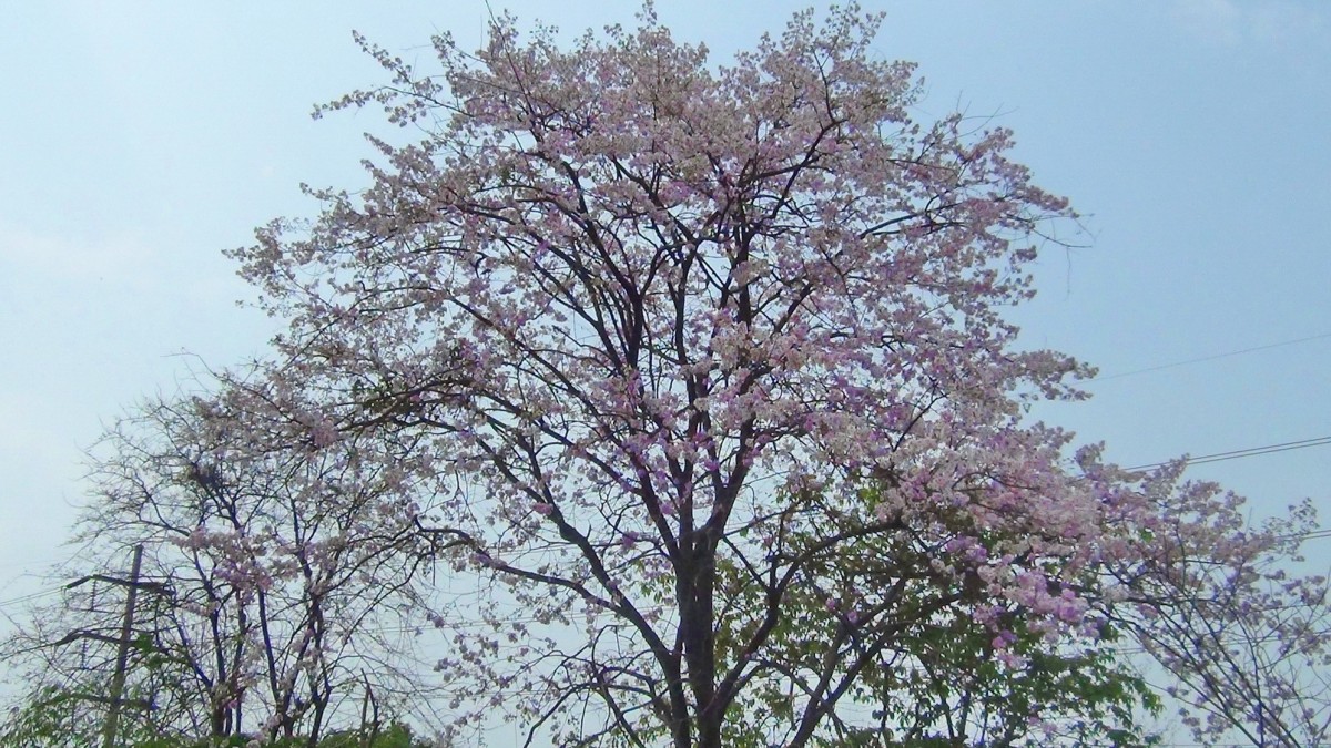 บานสะพรั่ง สั่งลาพญาเสือโคร่ง สิ้นสุดกาลเวลาแห่งความงดงาม