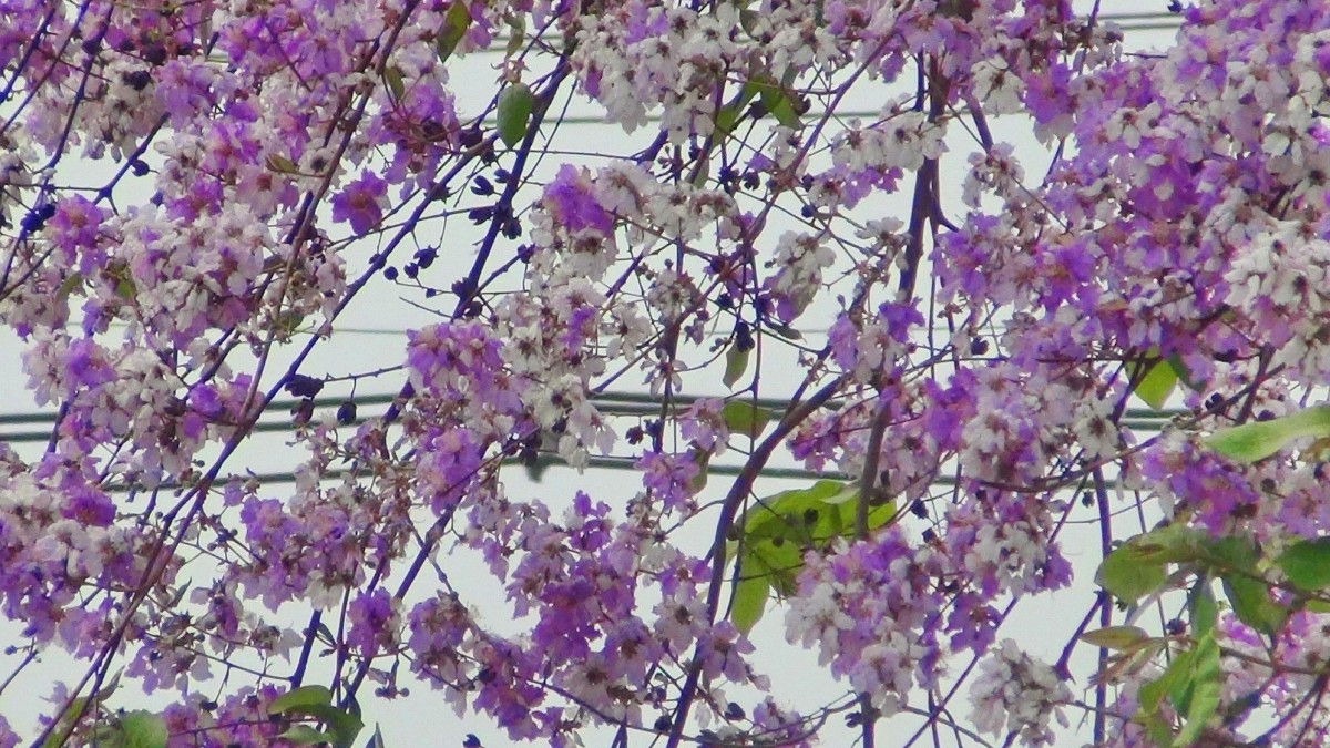 บานสะพรั่ง สั่งลาพญาเสือโคร่ง สิ้นสุดกาลเวลาแห่งความงดงาม