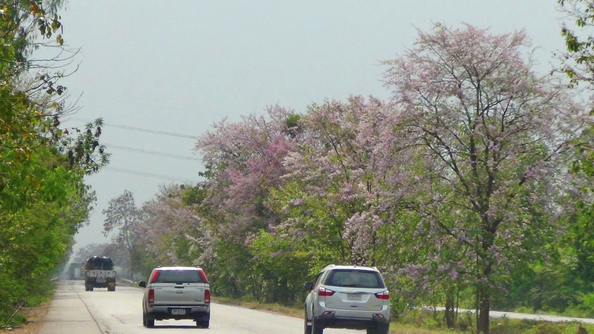 บานสะพรั่ง สั่งลาพญาเสือโคร่ง สิ้นสุดกาลเวลาแห่งความงดงาม